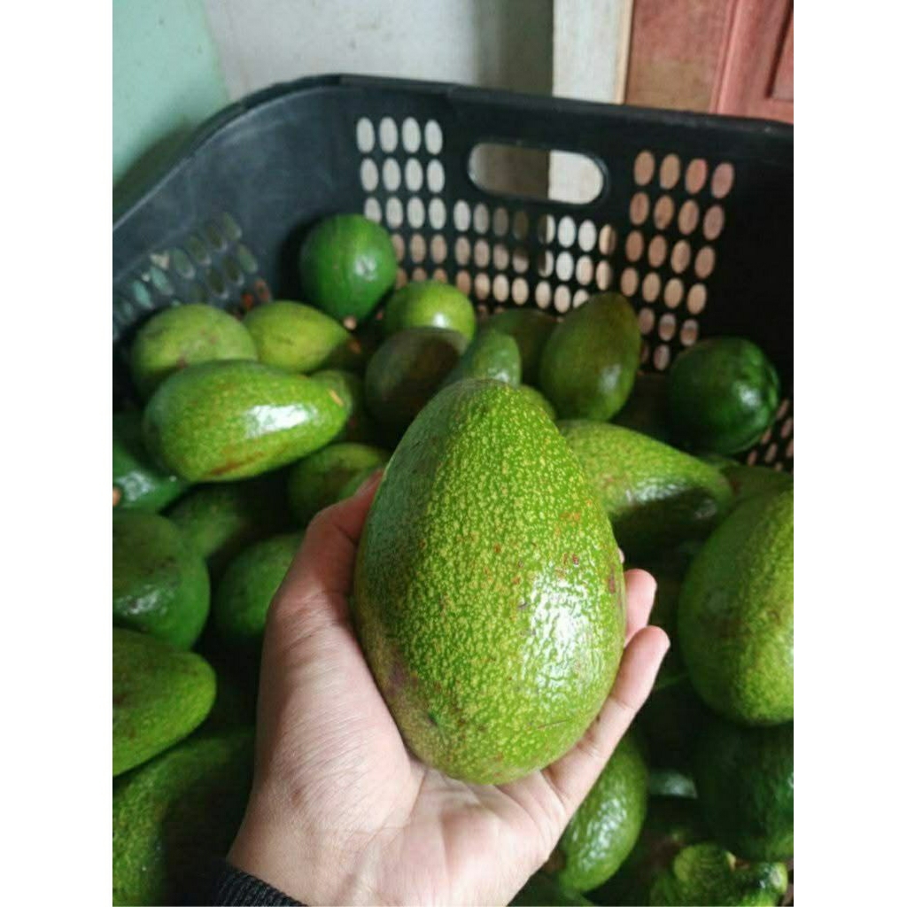 

TERMURAH DI SHOPEE ALPUKAT MENTAH SEGAR 1KG ISI 4-5-6 (DIKIRIM MENTAH/TIDAK EMPUK)