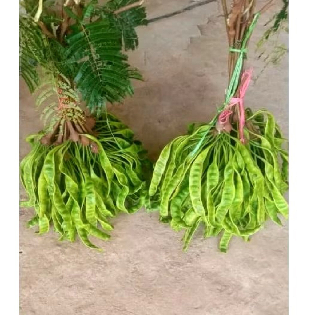 

FRESH PETAI PETE PER 10 PAPAN/LONJOR