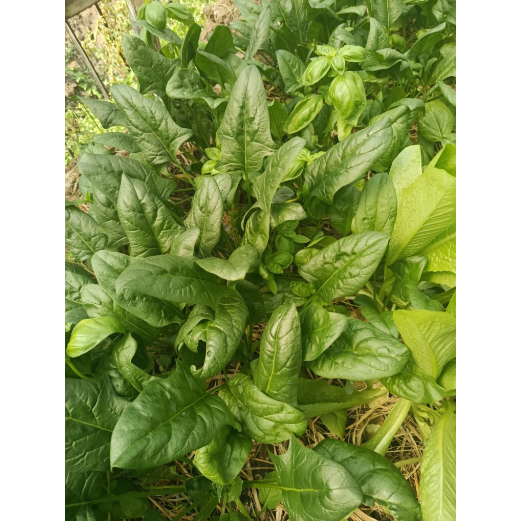 

Daun Bayem Jepang / Horenzo 200 Gram