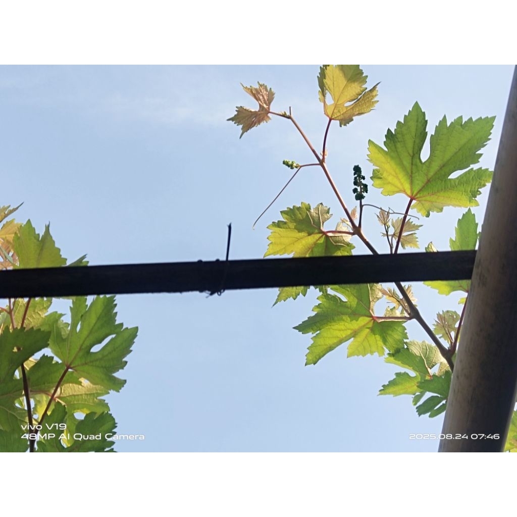 

Anggur import carnival