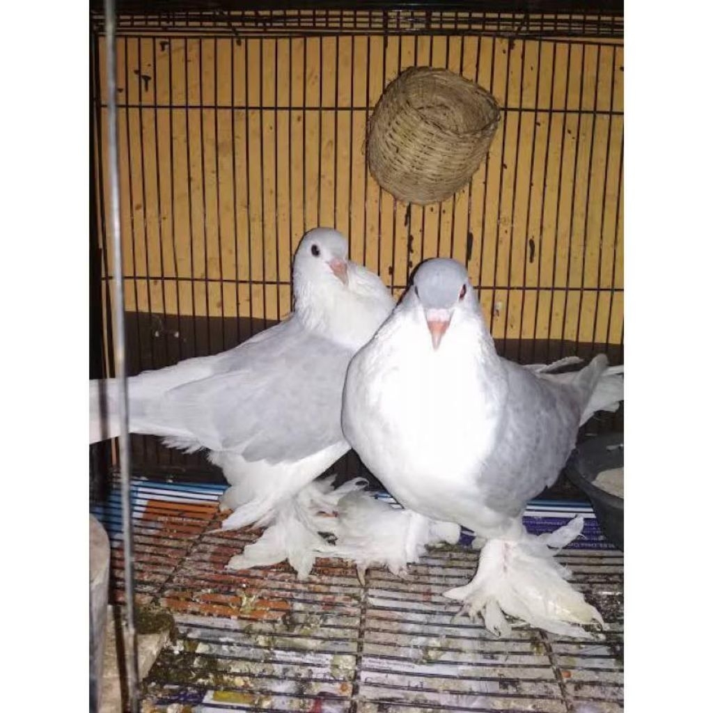 merpati hias LAHORE Pasangan pilihan