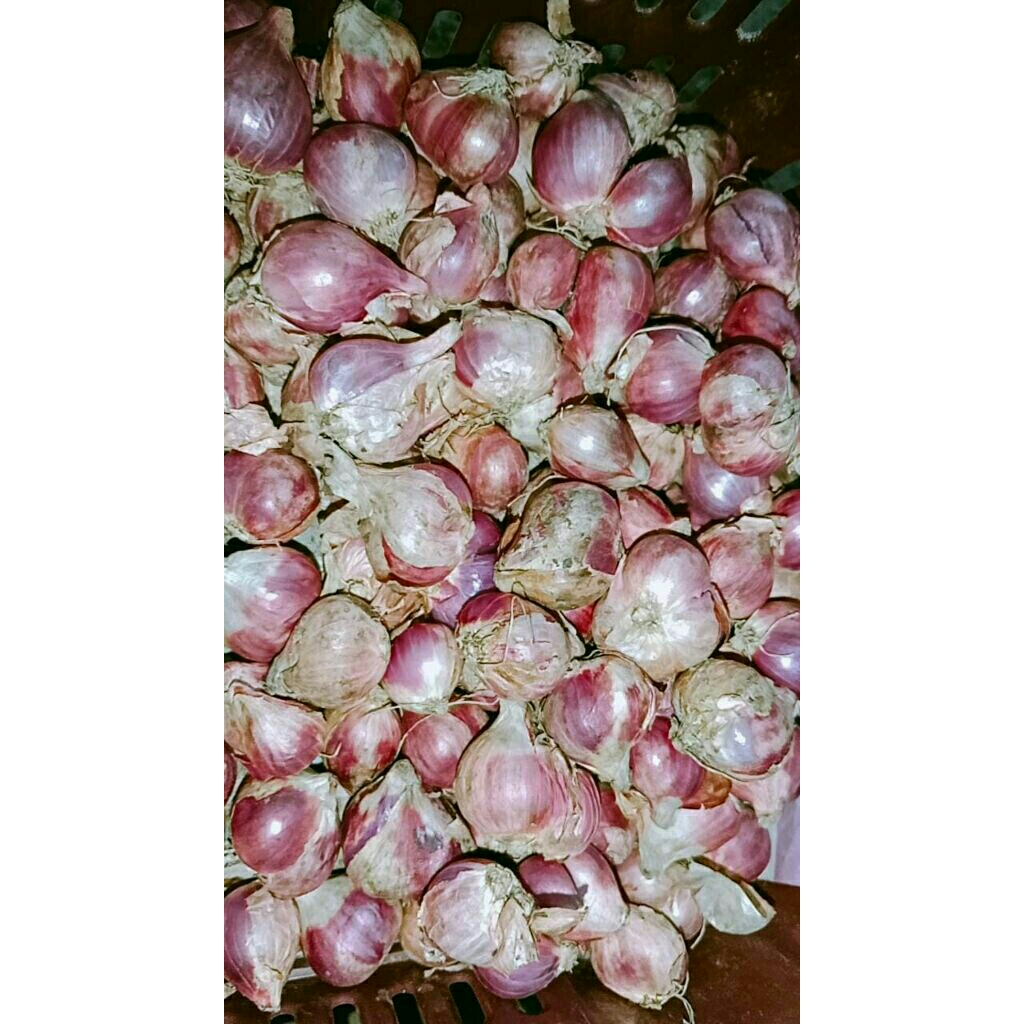

Bawang merah 100% asli dari perkebunan