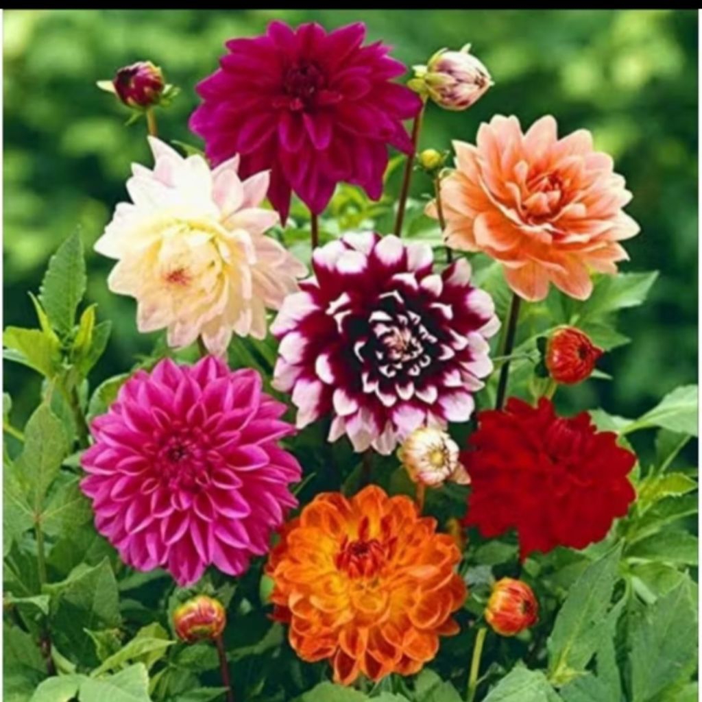 3 Biji/ Benih Bunga Dahlia