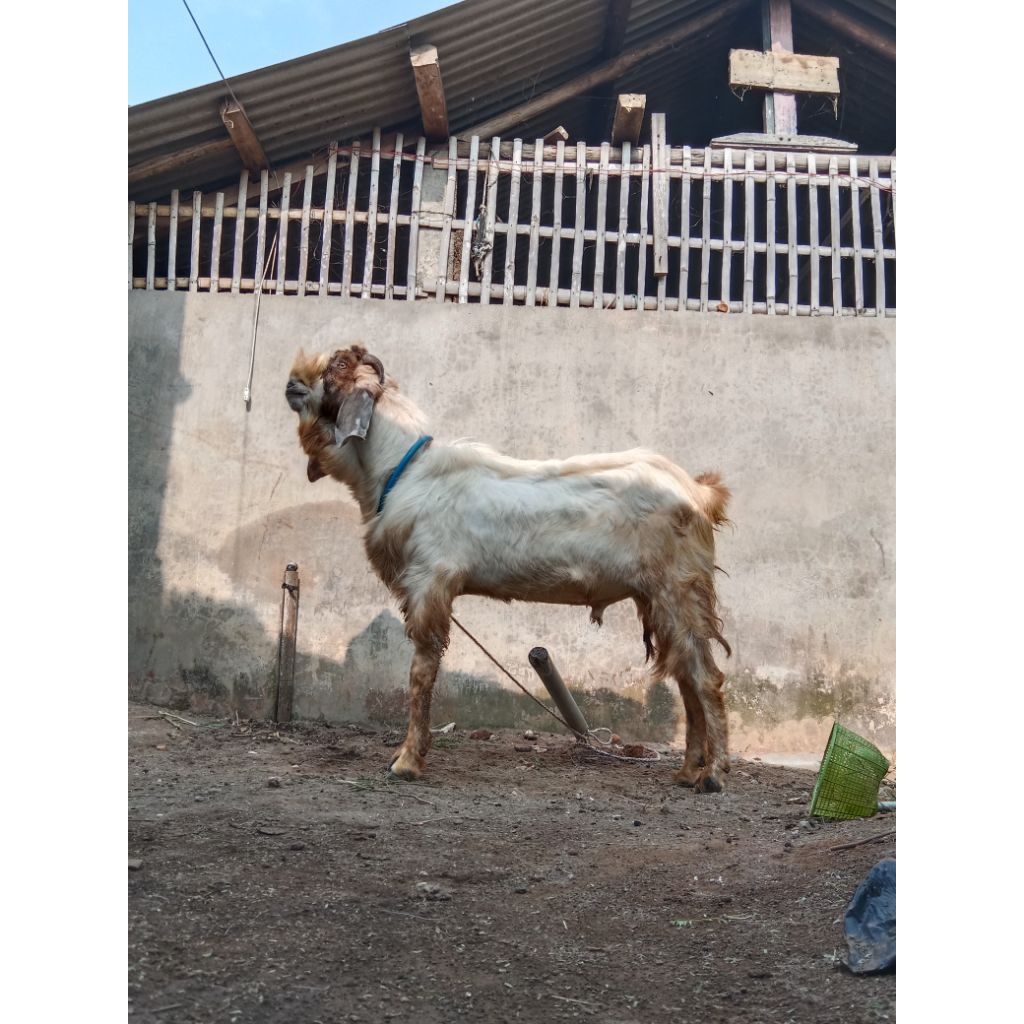 

kambing jantan tinggi badan 97cm
