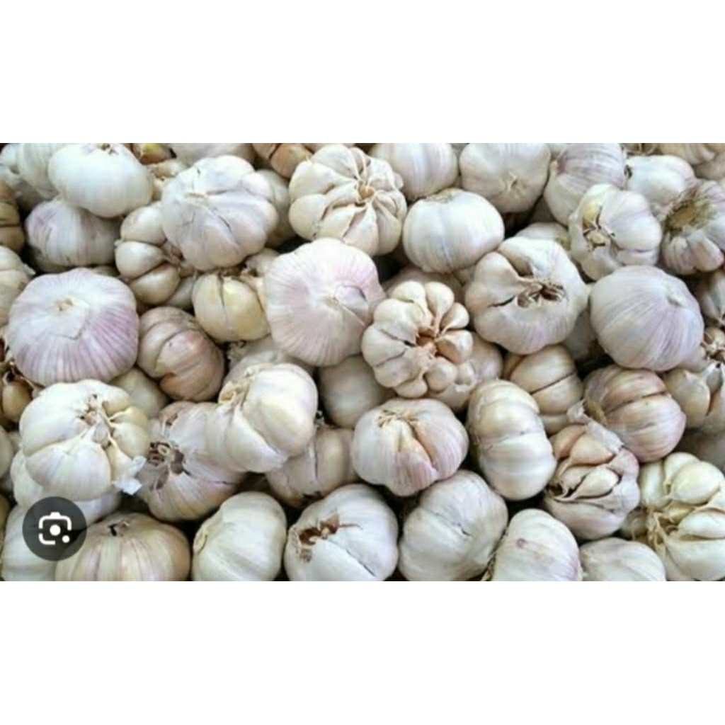 

Bawang Putih fresh