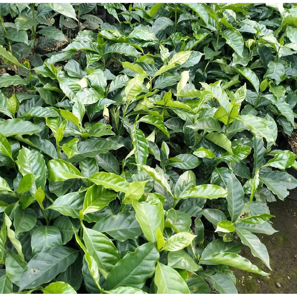 Bibit Kopi Arabika Ateng 20-30cm Arabika Ateng Super 50 batang