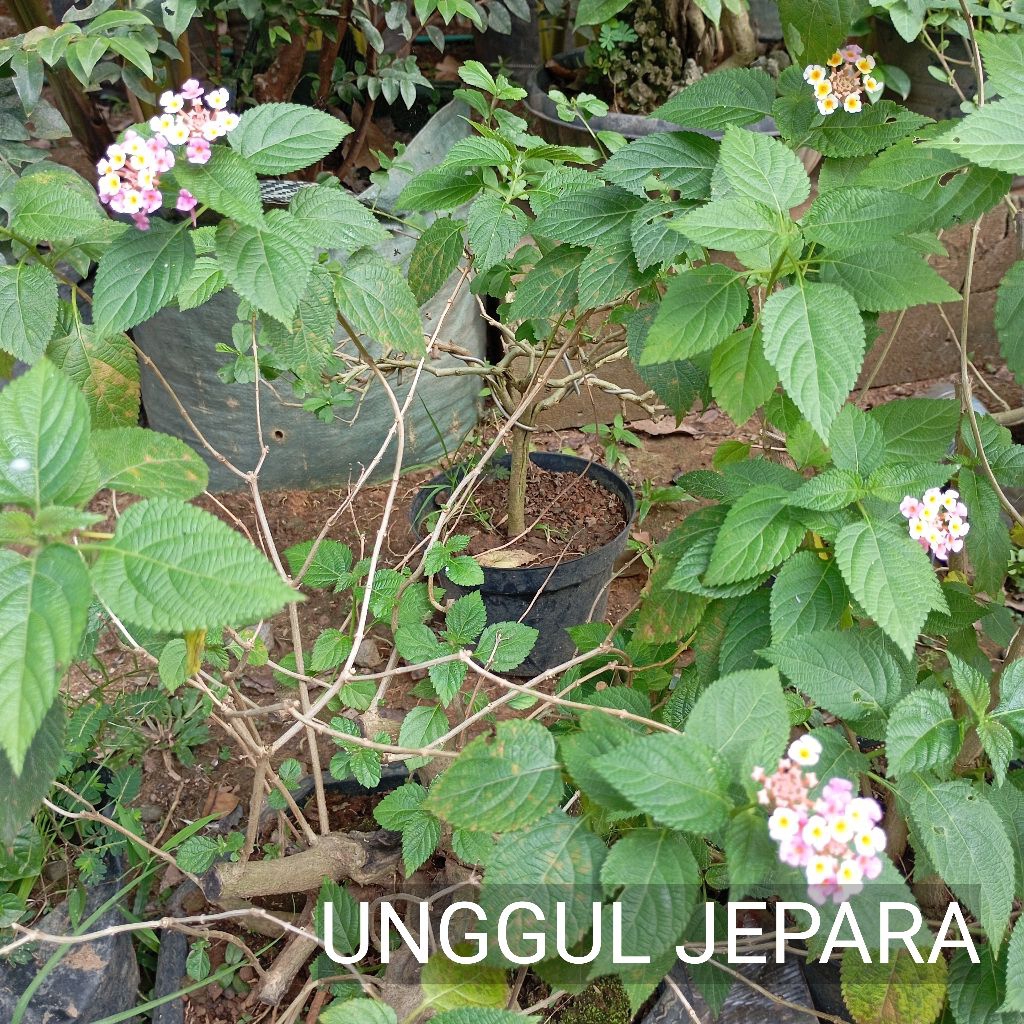 BONSAI LANTANA BERBUNGA
