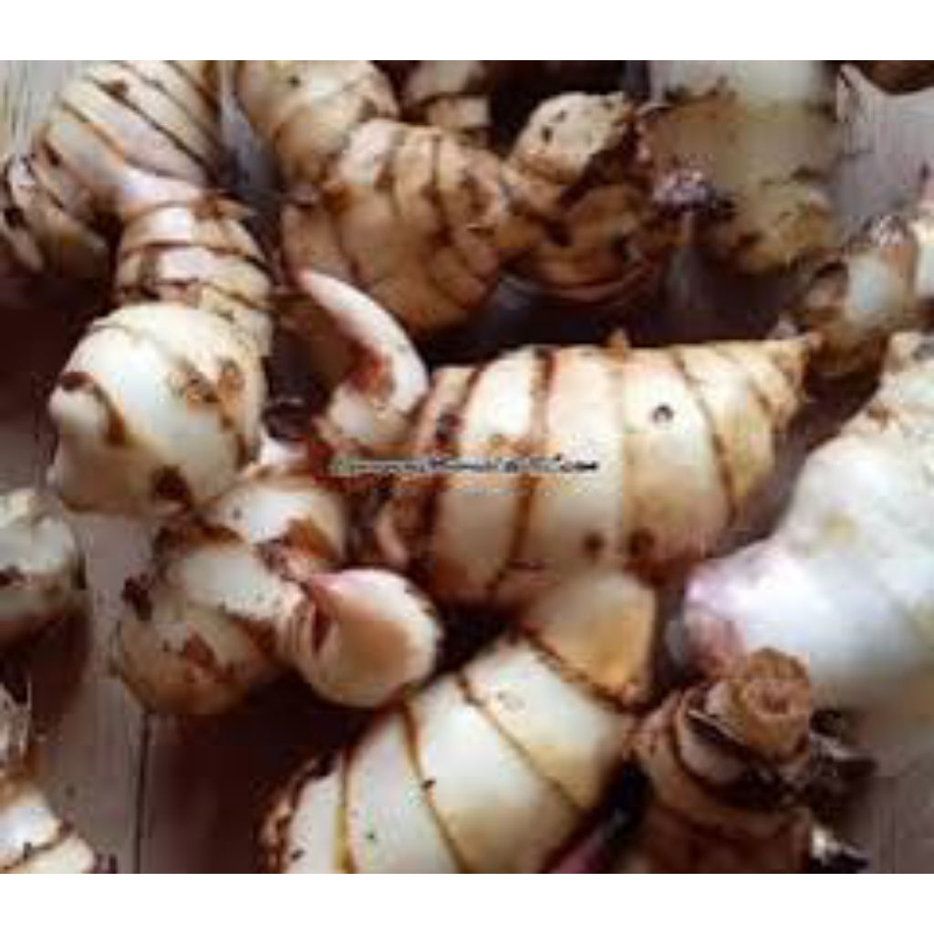 

umbi ganyang putih 1kg