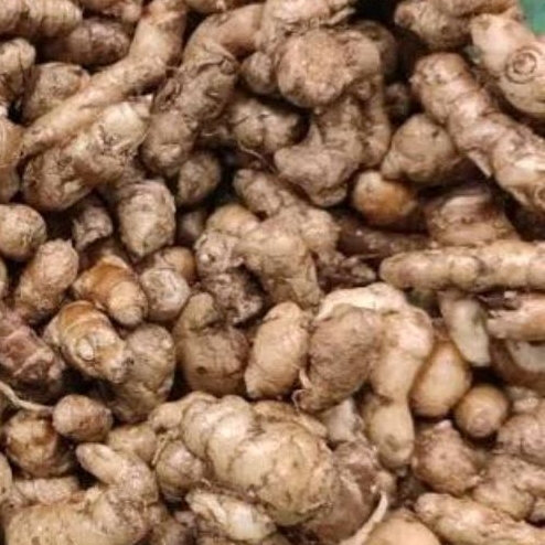 

Kencur full tua panen baru, dijamin segar 1kg