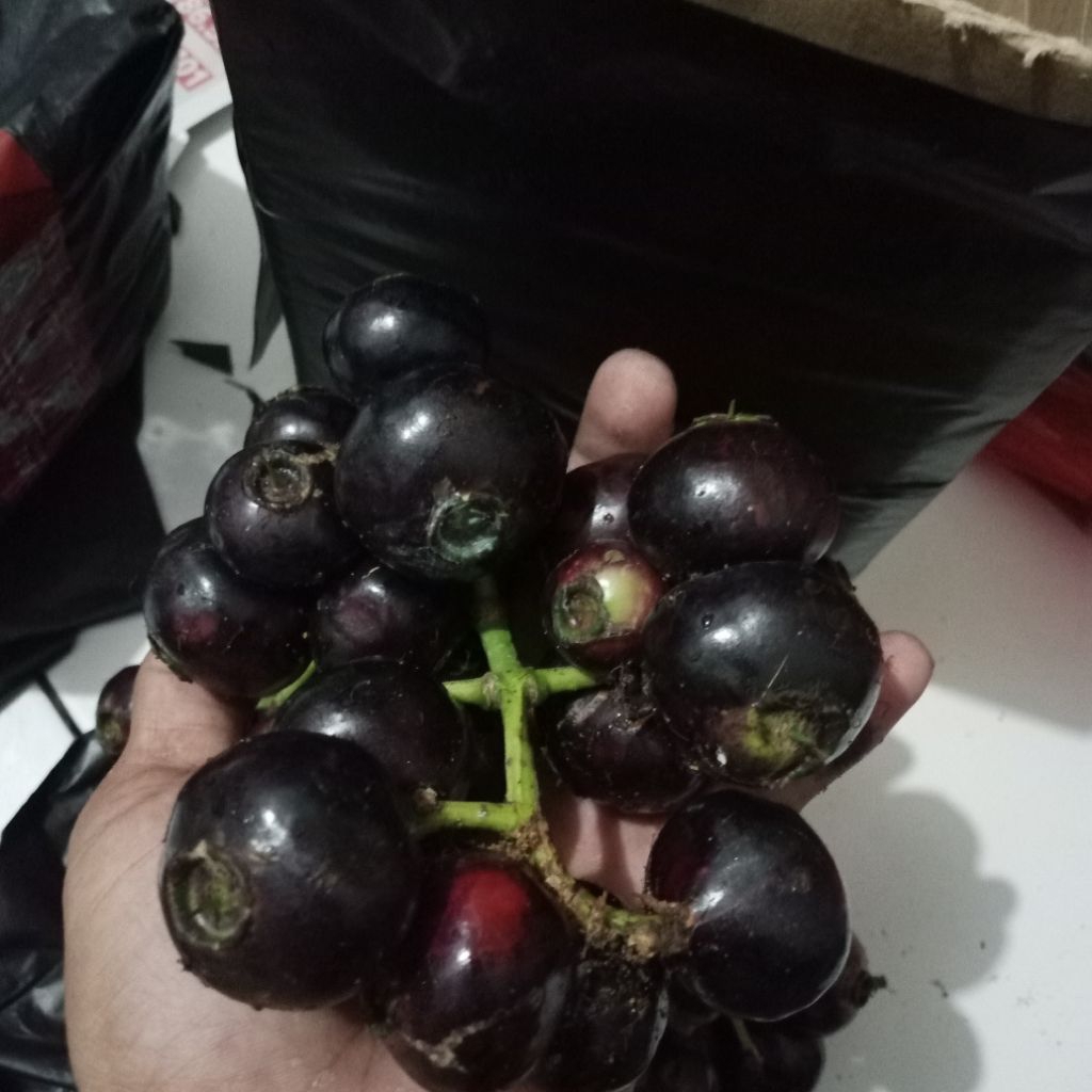 

Buah Kupa 500 gram buah gowok buah langka buah musiman buah ngidam