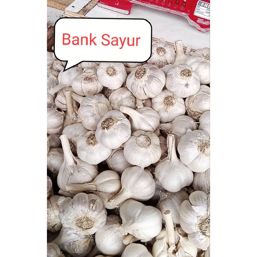 

Bawang Putih Kating Super