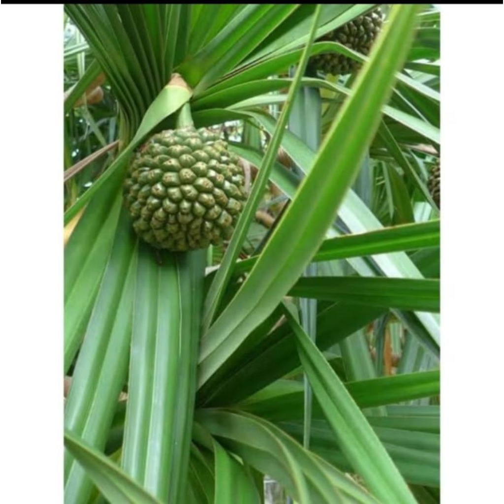 

Buah pandan duri/pandan pantai 1 tandan