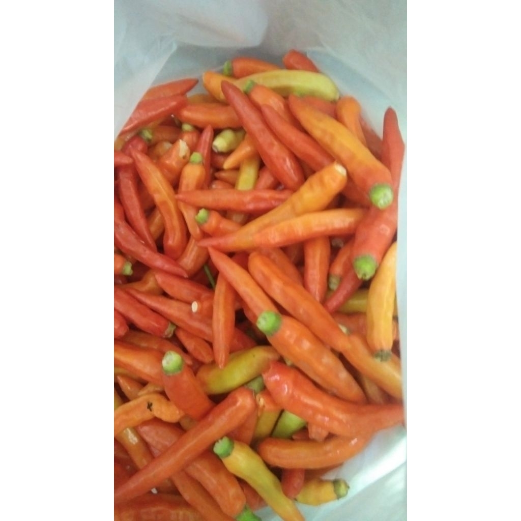 

Cabe Rawit Merah Borga Fresh setiap hari