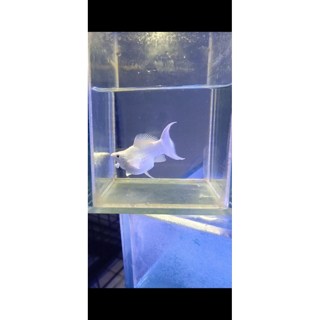 Ikan Hias Molly Balon Platinum Cawang