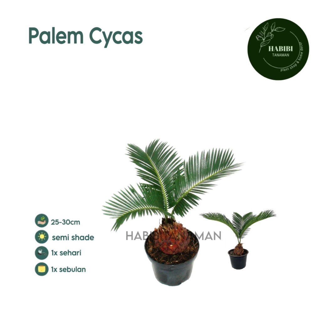 ( BISA COD ) PROMO Palem Sikas Mawar Jambe / Tanaman Hidup Palm Sikas Tanaman Hias Indoor Palm Sikas