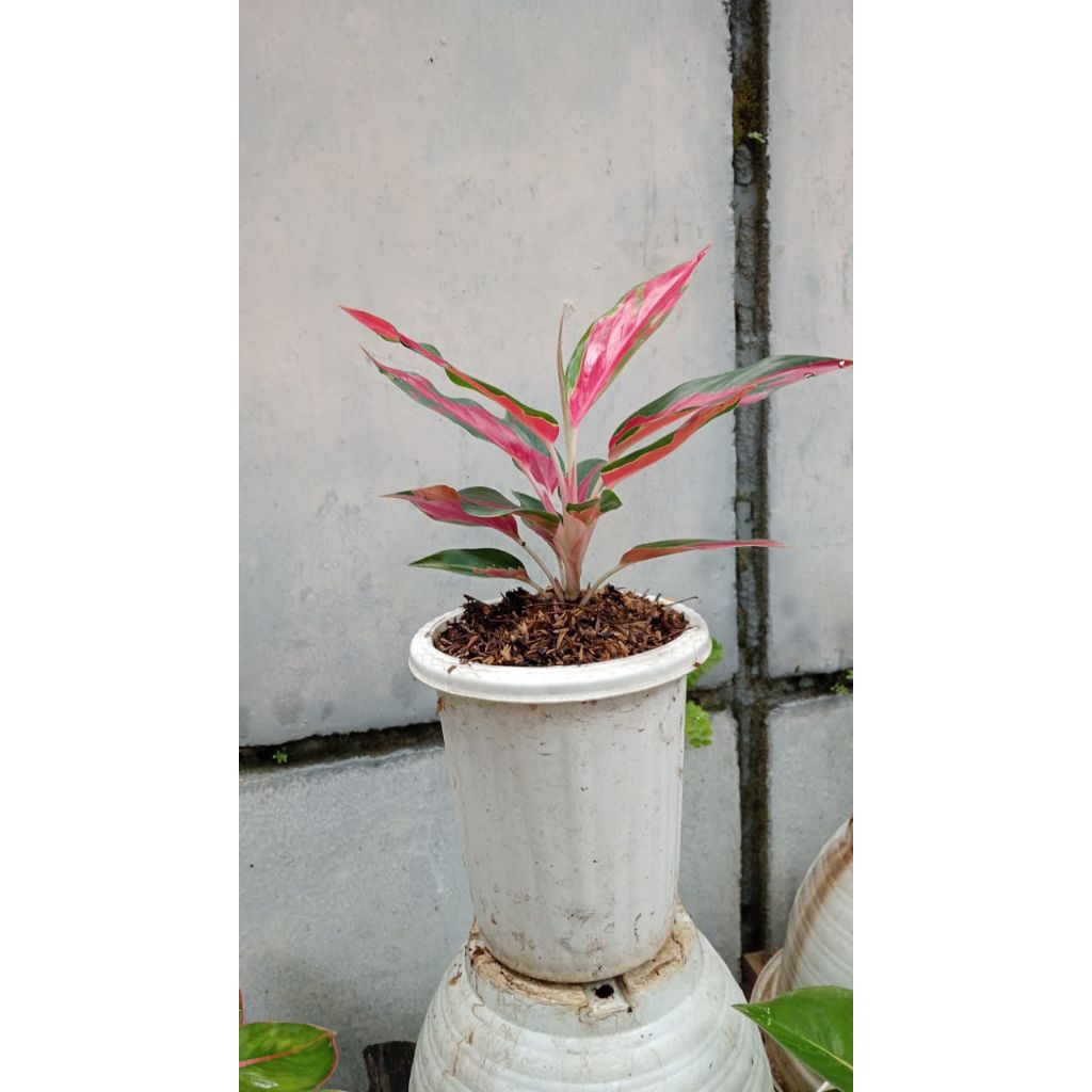 Aglaonema Red Ayu/RHCP
