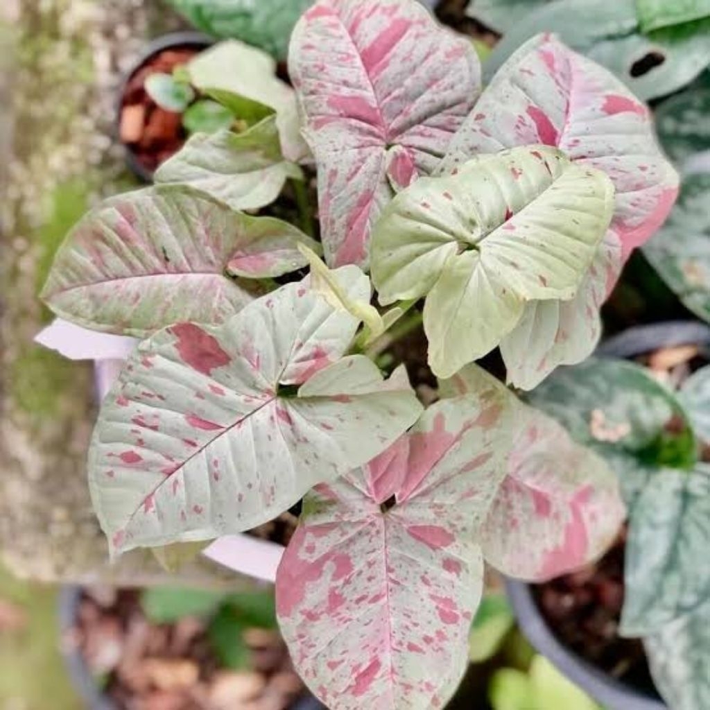 Syngonium Milk Confetti