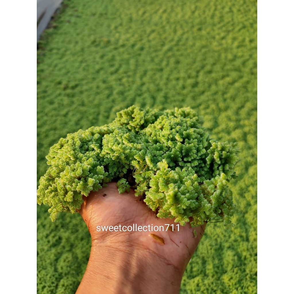 Azolla pakan ternak entok / ikan hias berprotein 1kg