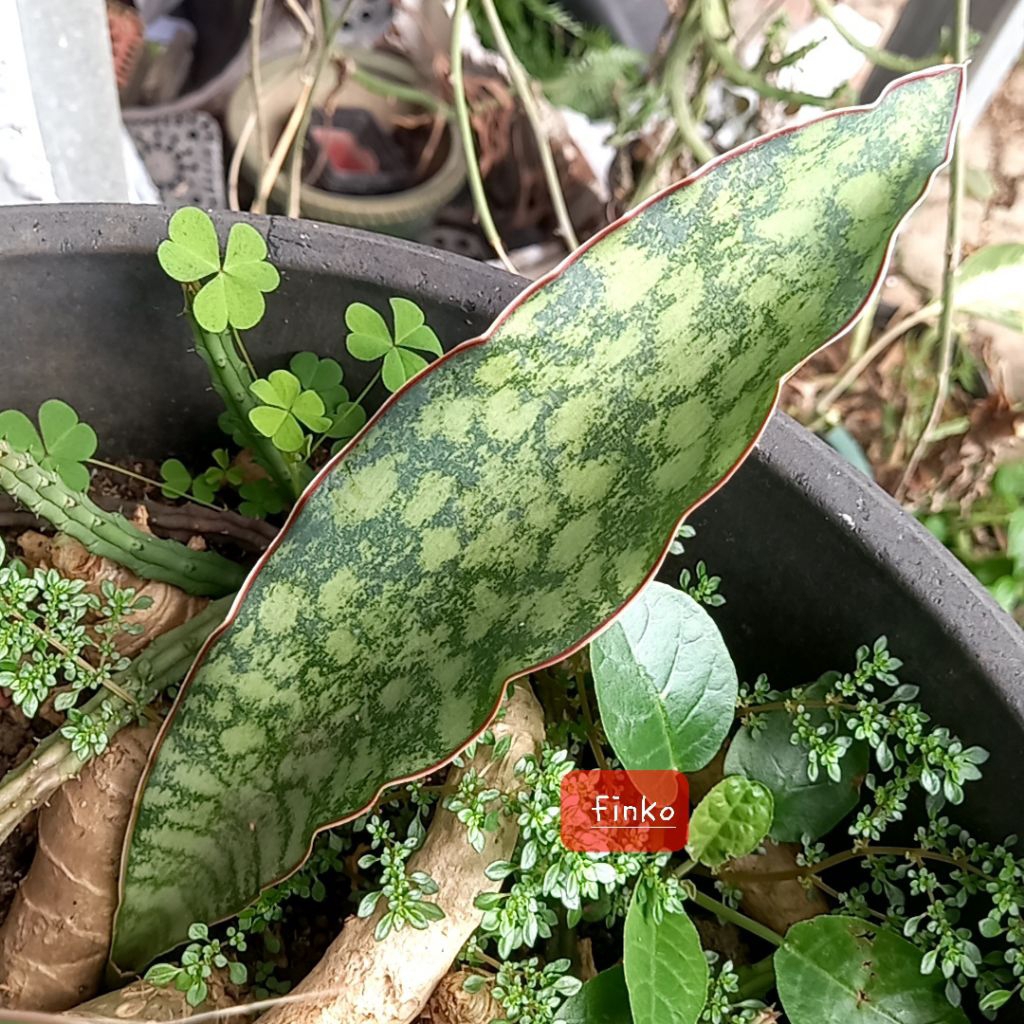 sansevieria sp. guija, Mozambique.