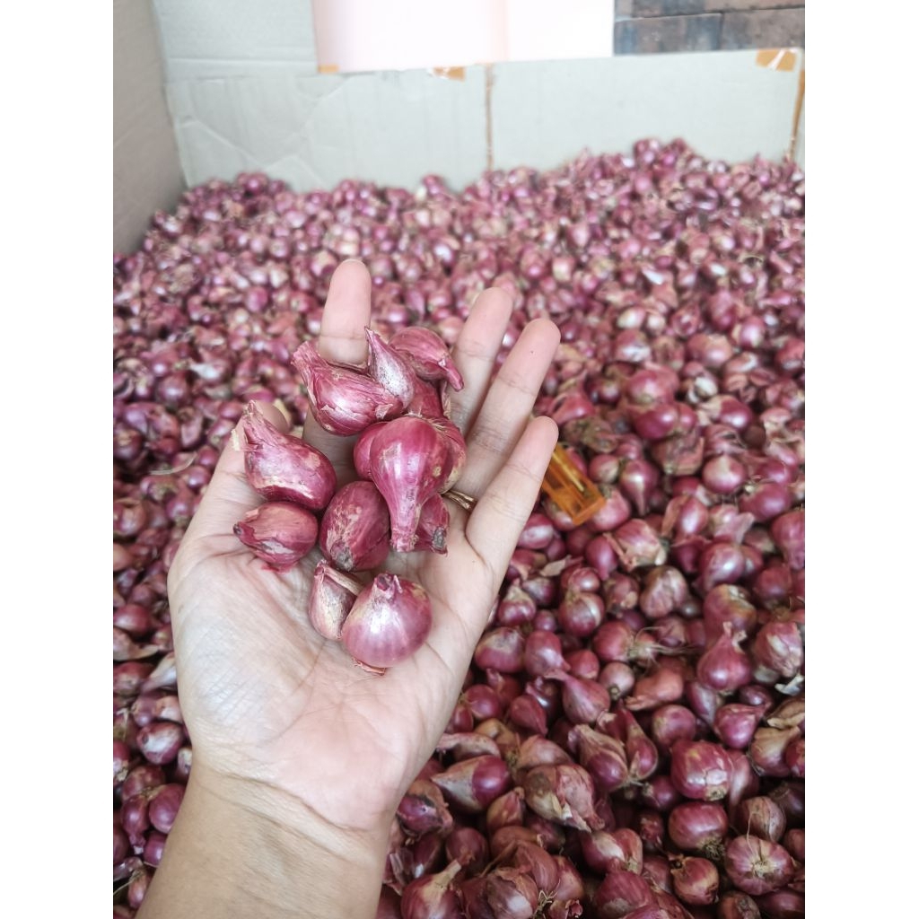 

BAWANG MERAH BRAMBANG MURAH 250 Gram