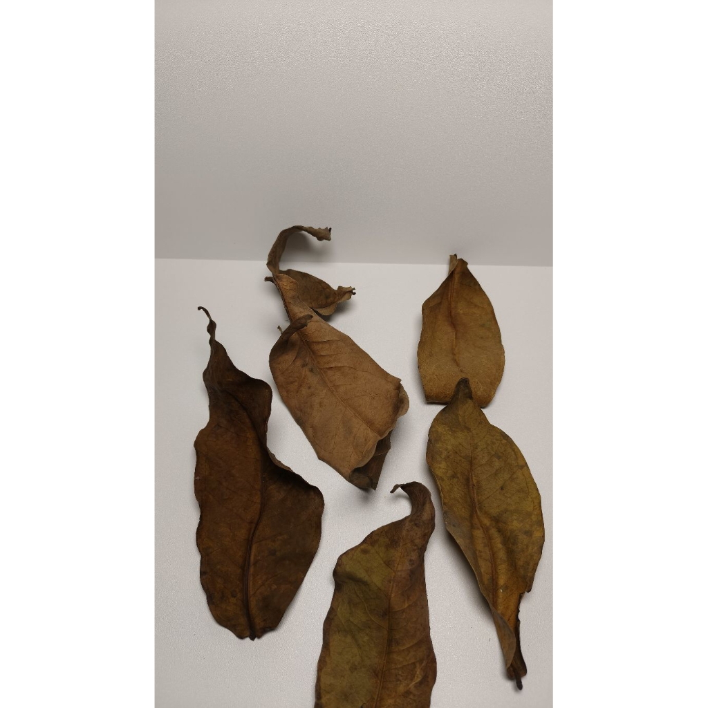 

Daun Jambu Air Kering 100 gram