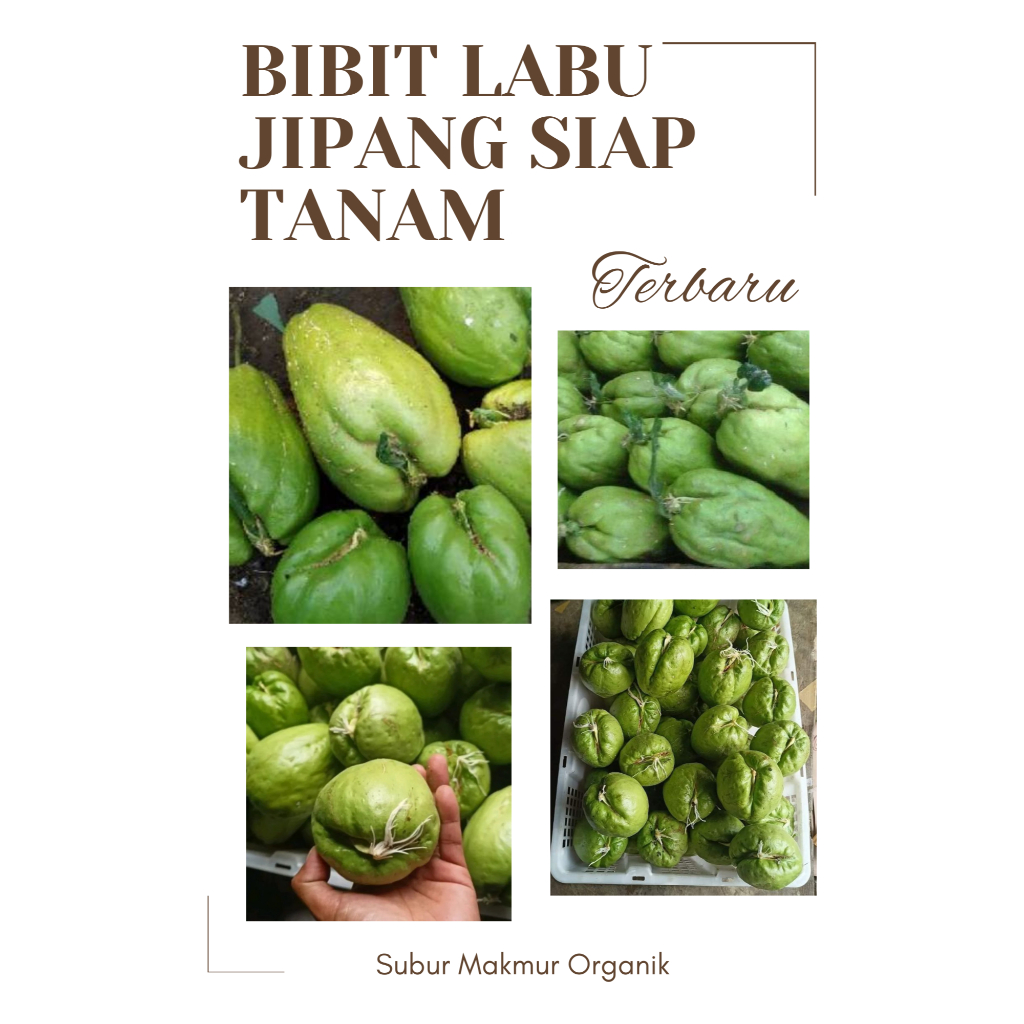 Bibit Labu Siam Super Siap Tanam / Benih Labu Siam Jipang / Bibit Labu Siam Super / Benih sayuran