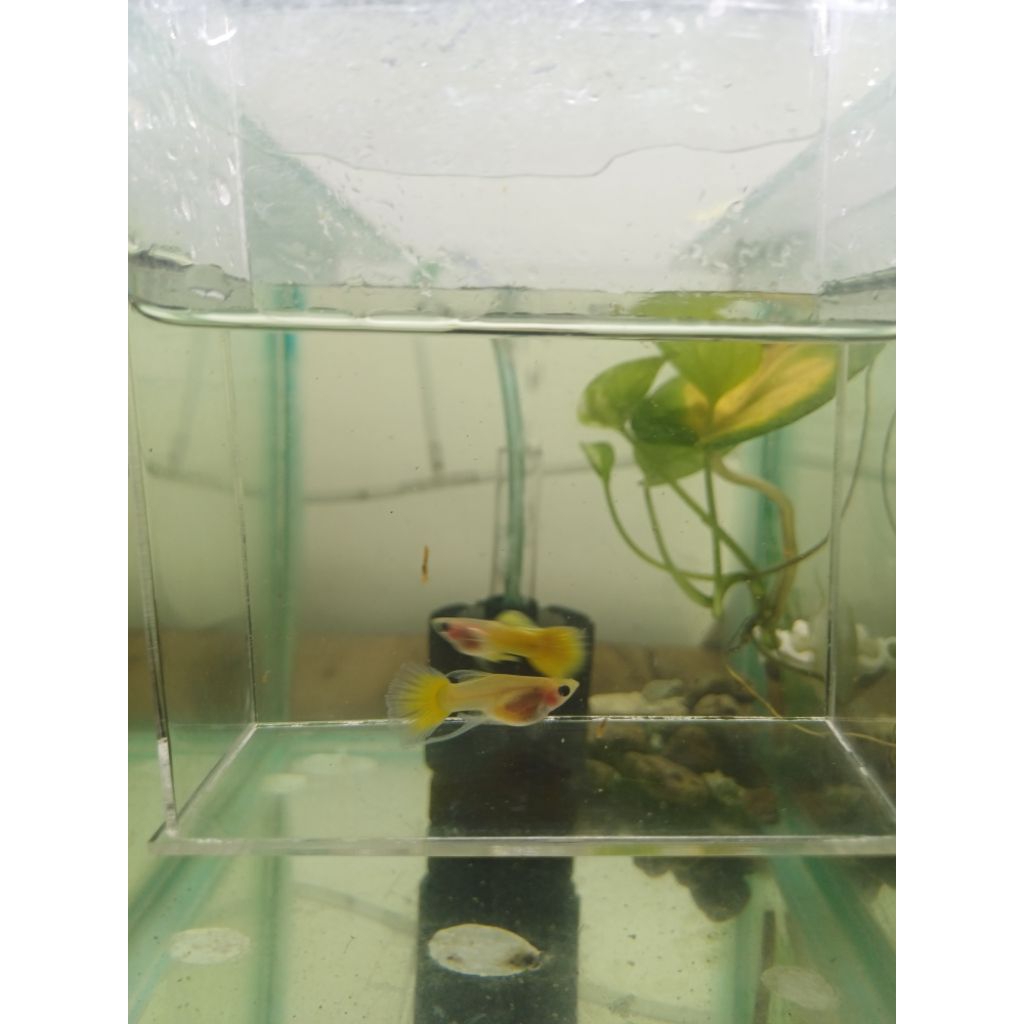 

Packing kardus, styrofoam Yellow Glassbelly Ribbon