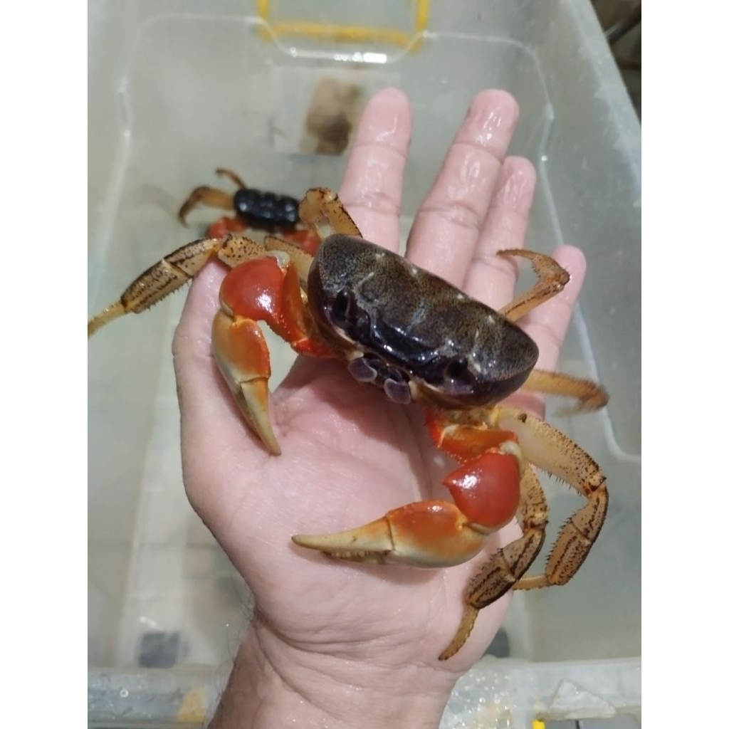 

Kepiting Tawar Magna Super Jinak