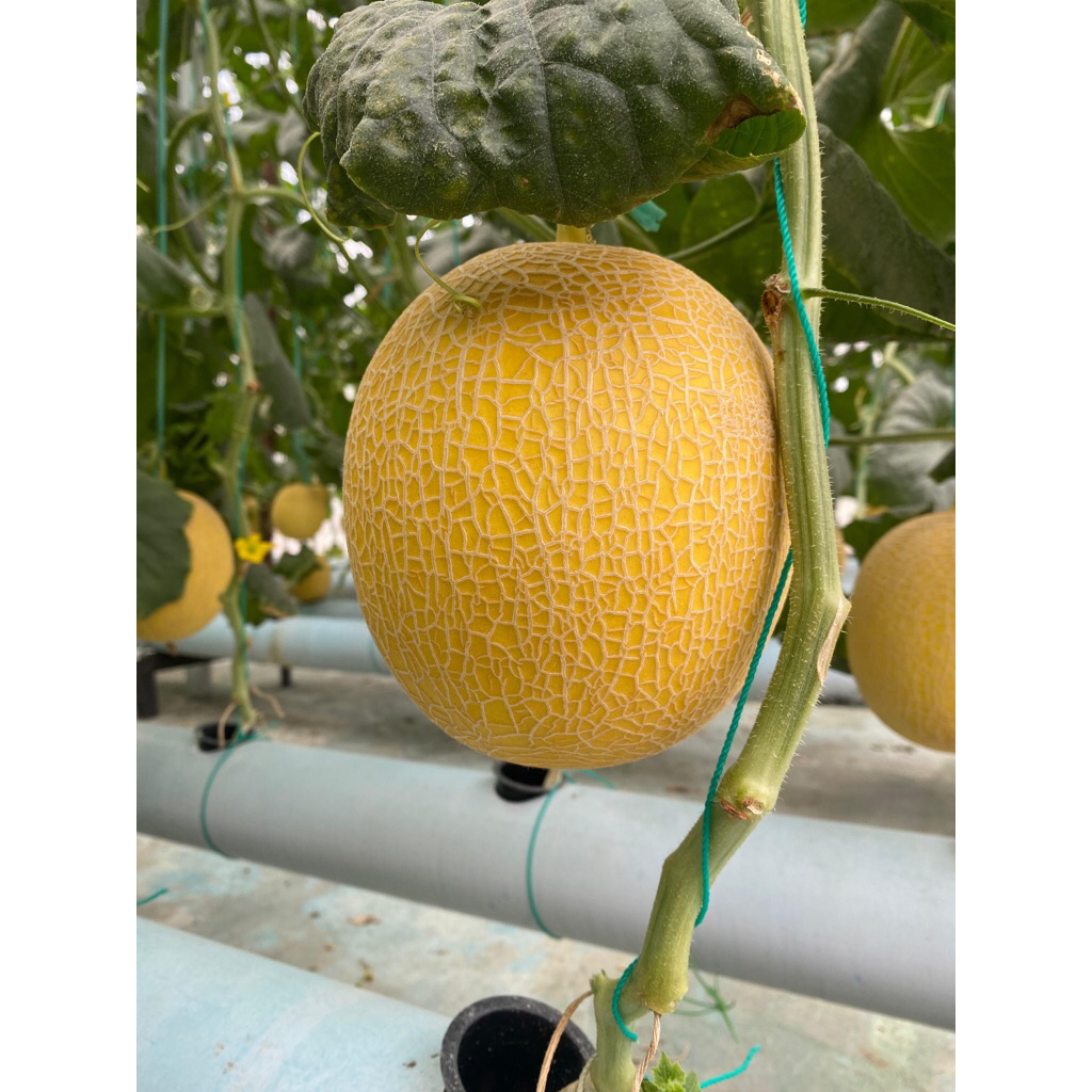 

Melon Premium Inthanon Kartini Garden Berat 1,5-1,8 Kg