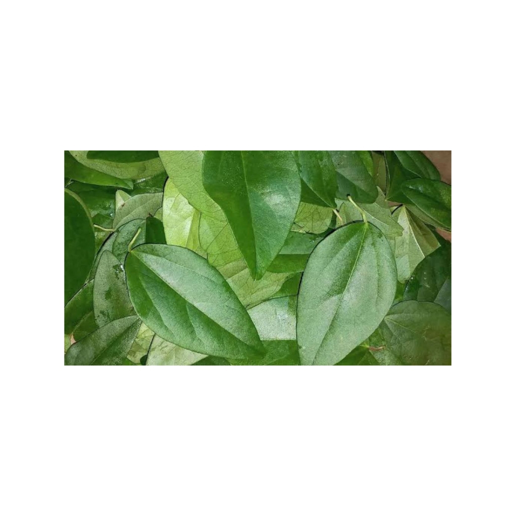 

Daun Cincau Jelly Hijau Segar / Daun Cincau Kecil