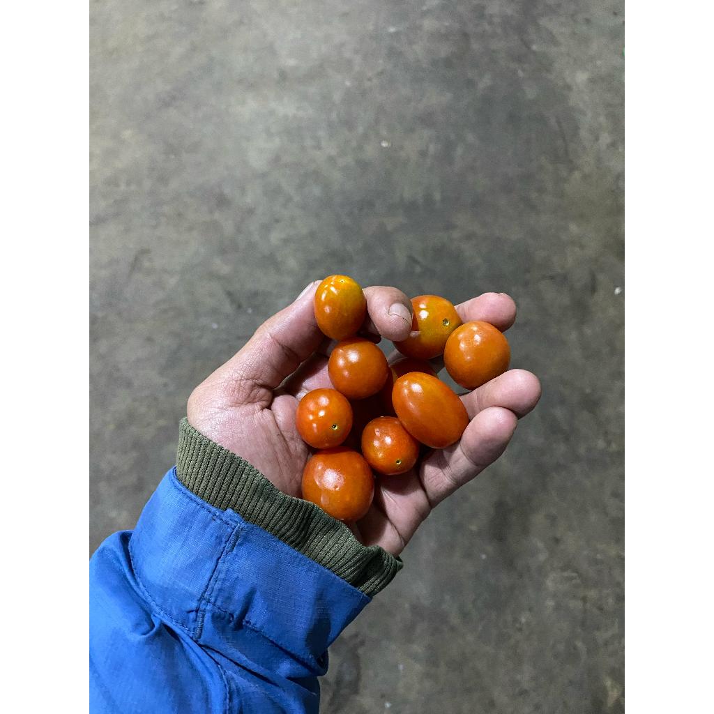 

Tomat cherry Merah 200gr | Tomat Segar Manis Asam | Sayuran Fresh Tani Kita Lembang