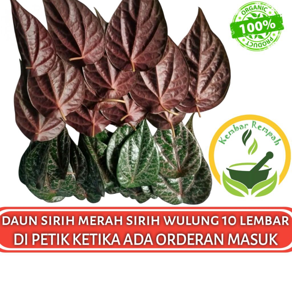

DAUN SIRIH MERAH SEGAR Daun Sirih Wulung Organik 10 Lembar