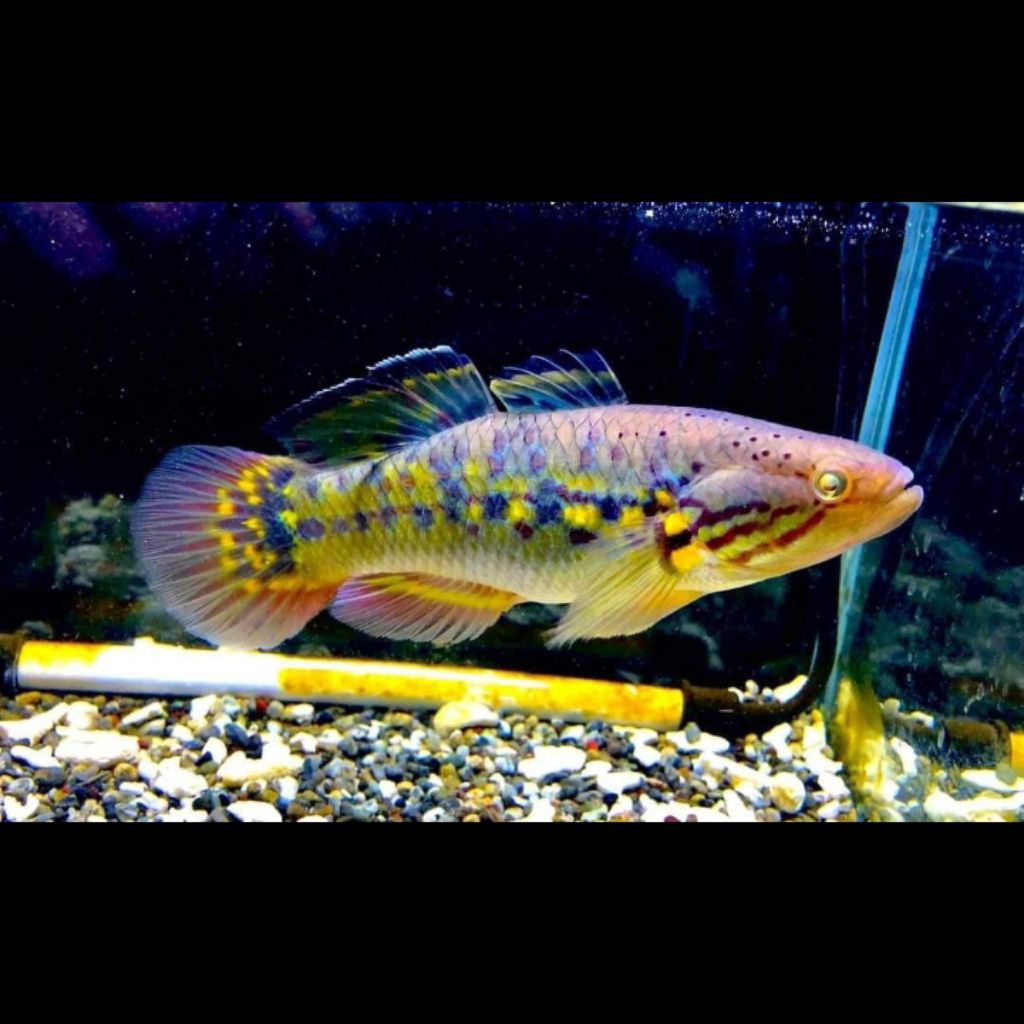 Snakehead Gudgeon Giuris Margaritaceus | Giuris Gudgeon Goby| Hiasan Aquarium