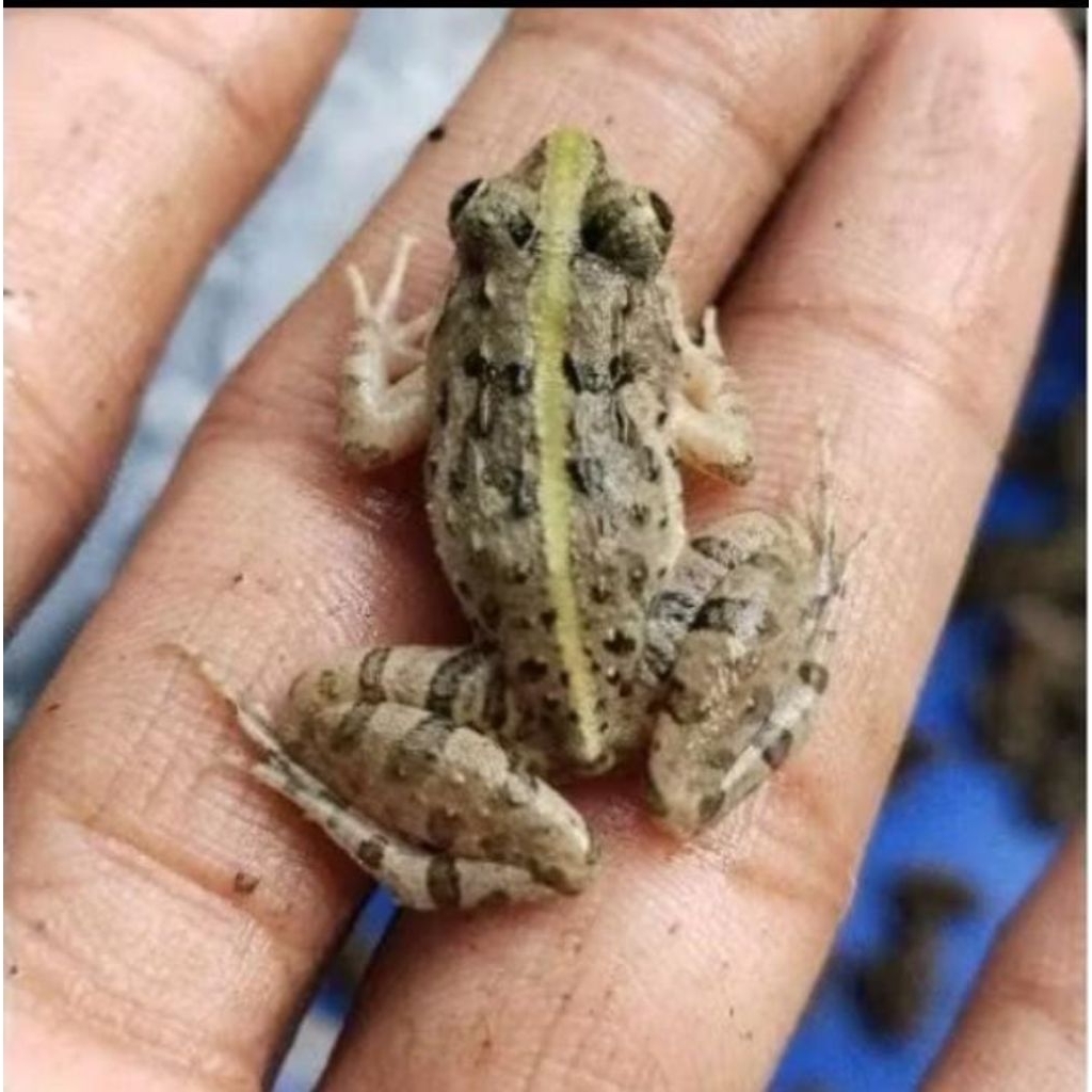 Katak sawahh umpan pancing