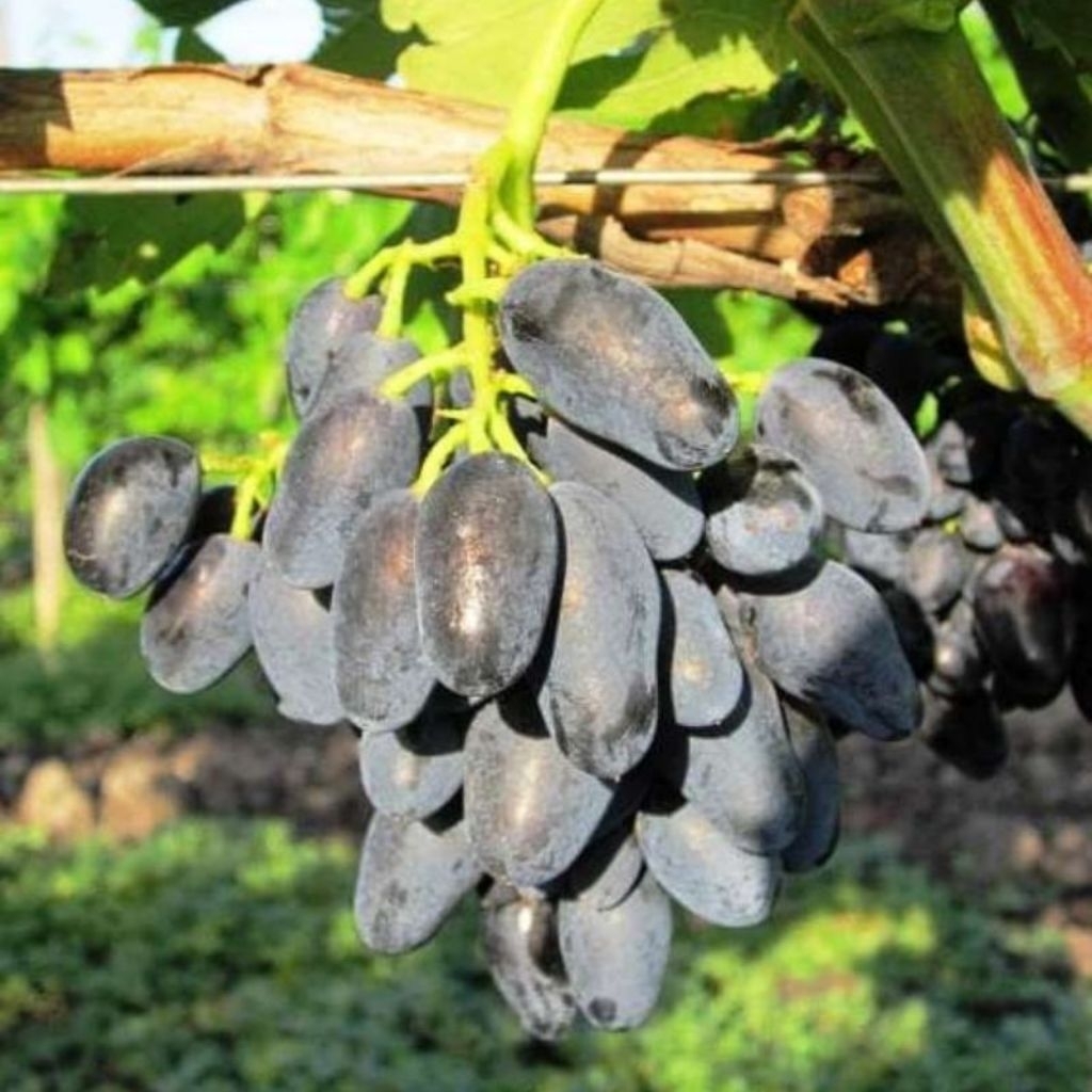 Bibit Anggur Import Akademik