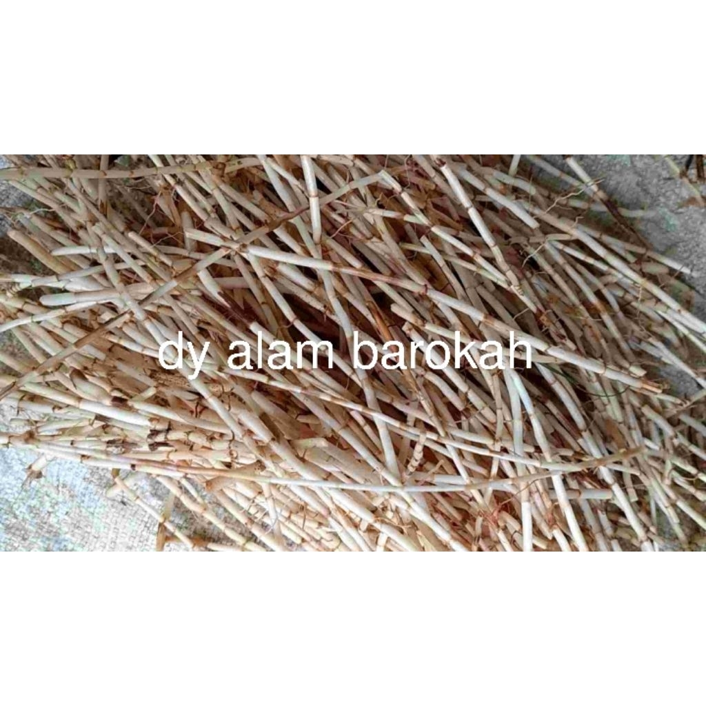 

Akar alang-alang asli SEGAR SUPER MURAH PROMO