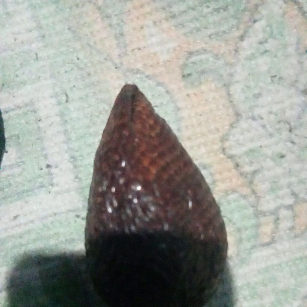 

salak mantap dan murah