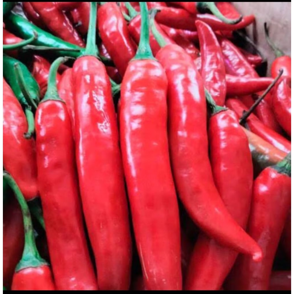 

Cabe merah besar / Cabe Tanjung per 1kg