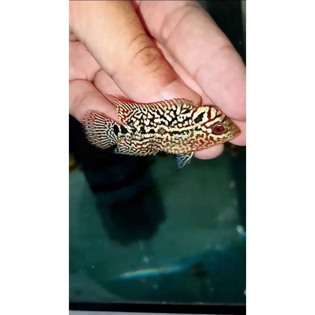 Super Red Kamfa F2 VVIP Male  IMPORT  -+ 6cm  kualitas kontes, special kompetisi grade,garansi hidup