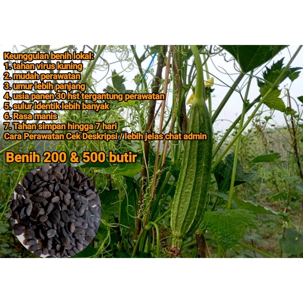 Benih Gambas Oyong Lokal 1000 biji