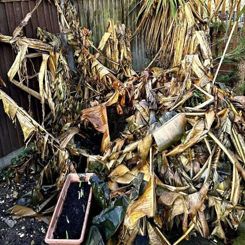 RACUN KAPAS, Pisang Liar Tumbang, Ampuh