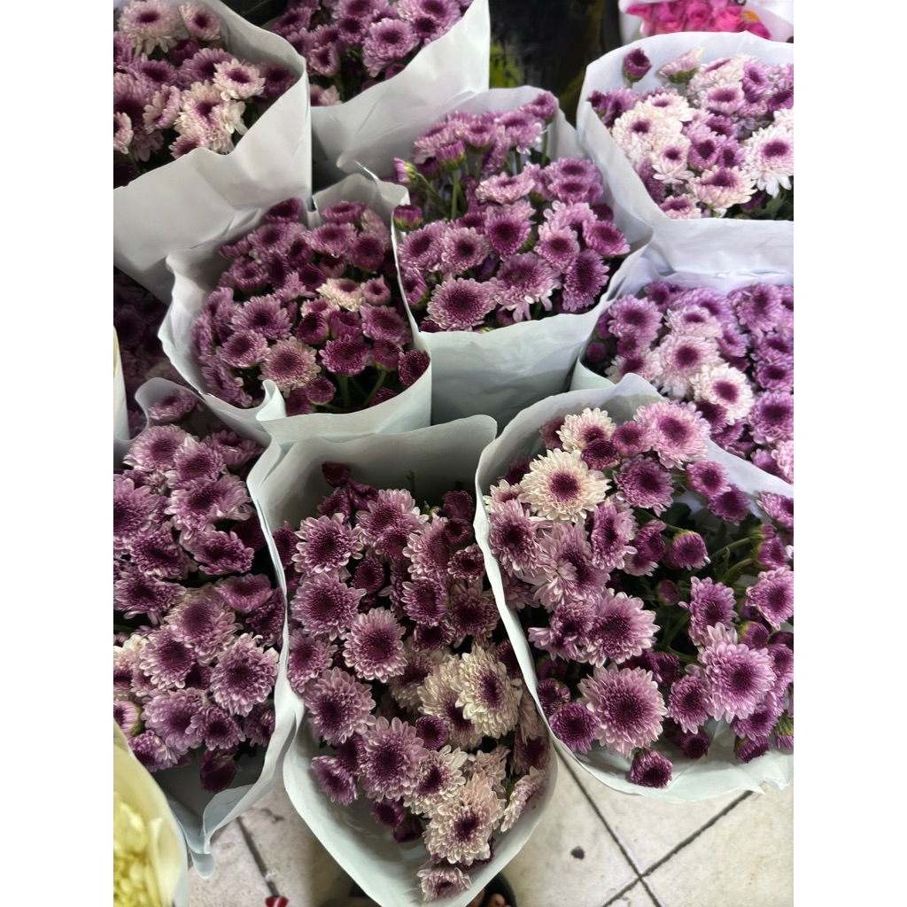 Bunga Aster Ungu Paso Segar Aster Segar