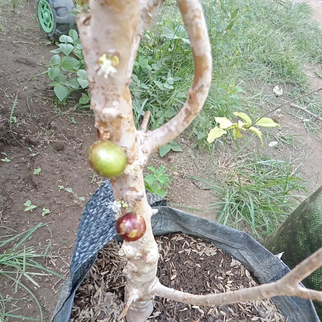 

INDUKAN ANGGUR BRAZIL BERBUAH/BERBUNGA