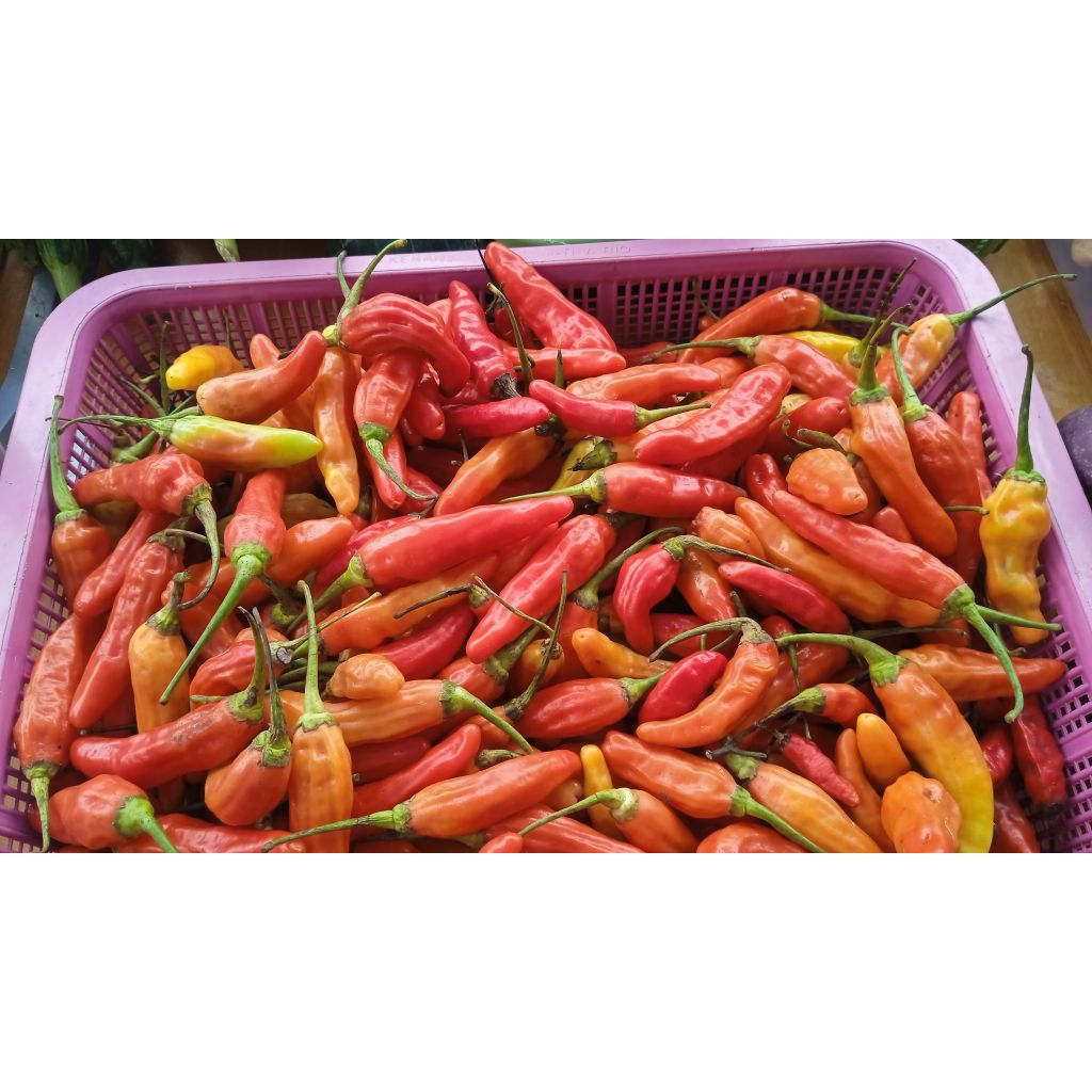 

Cabe Rawit Merah / Cengek Domba