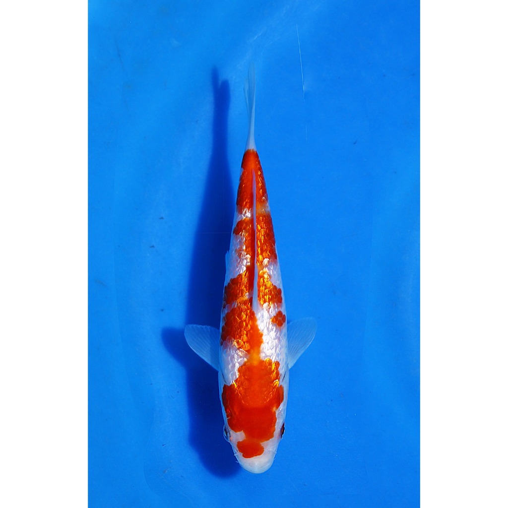 Koi Import Ginrin Kohaku Marudo Koi Farm Size 17 cm