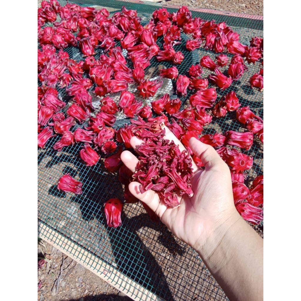 

Rosela merah kering kemasan 1kg