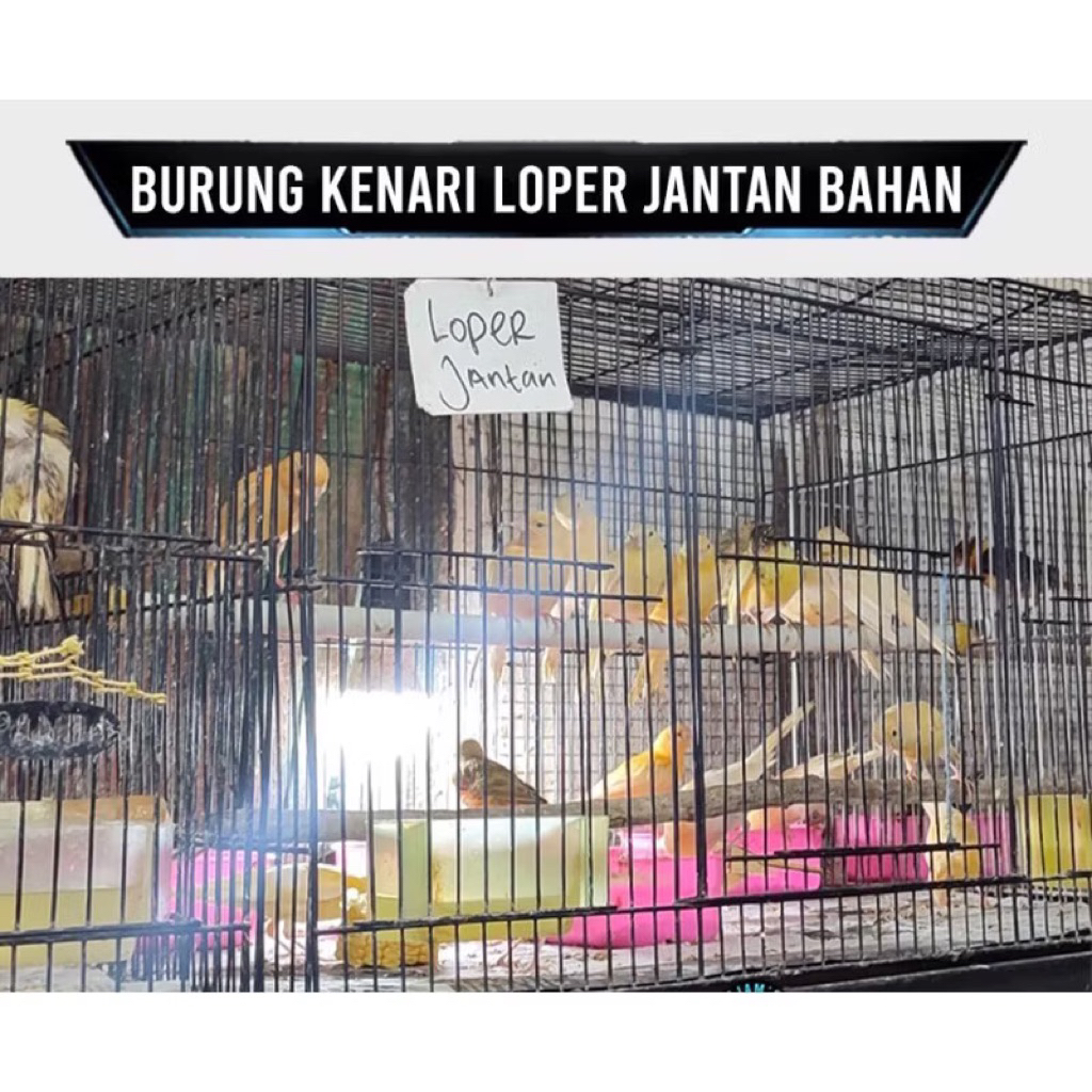 kenari loper cerah pilihan jantan