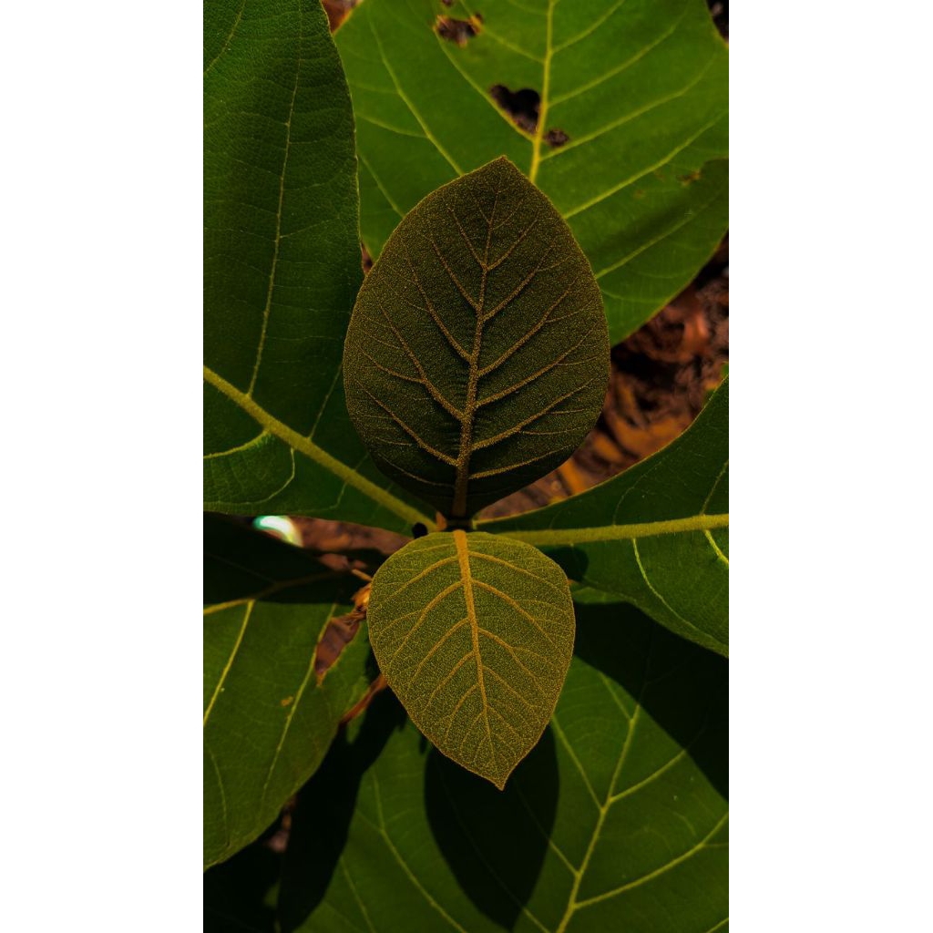 

kuncup daun jati segar untuk pewarna alami makanan (100gram)