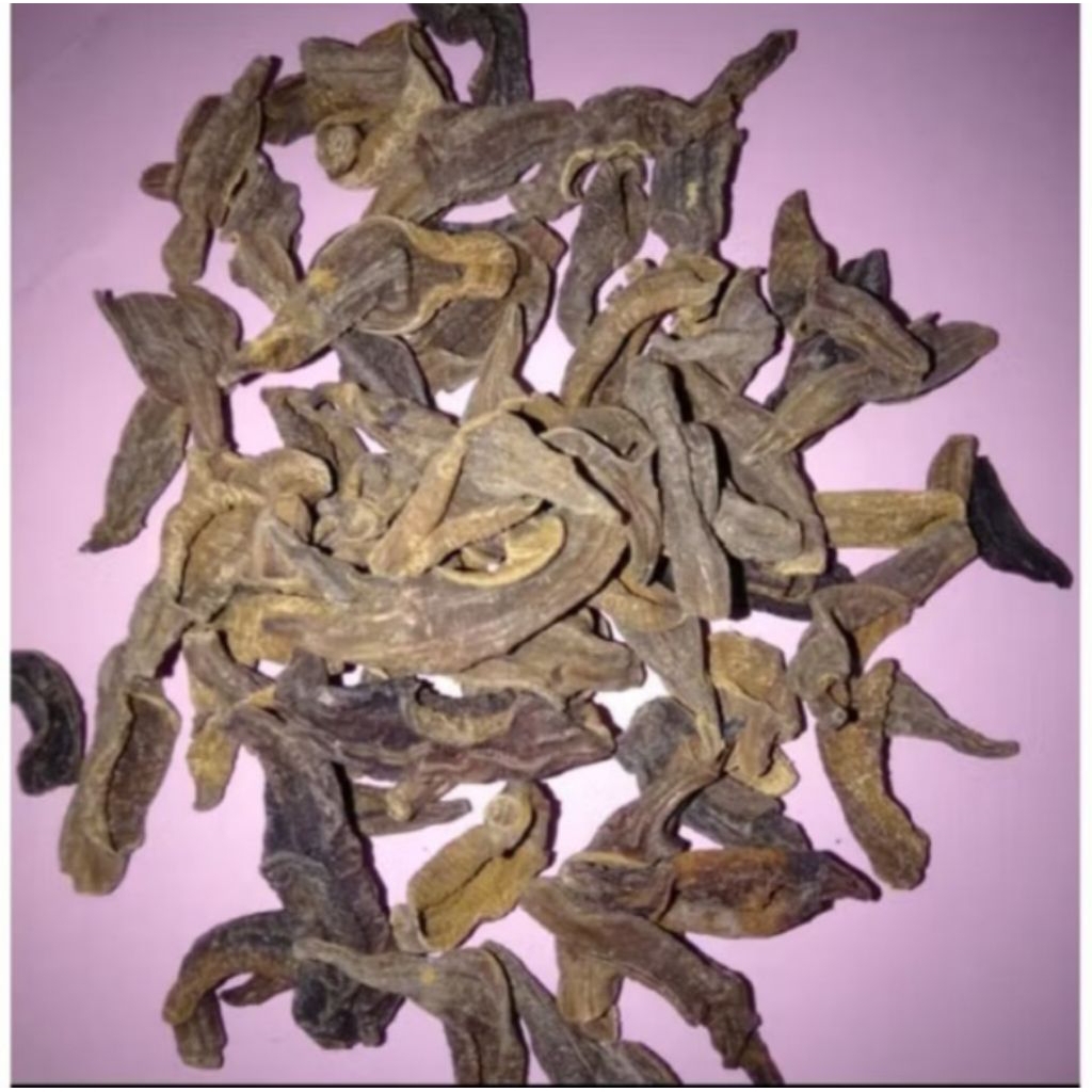 Lintah kering asli 100 %