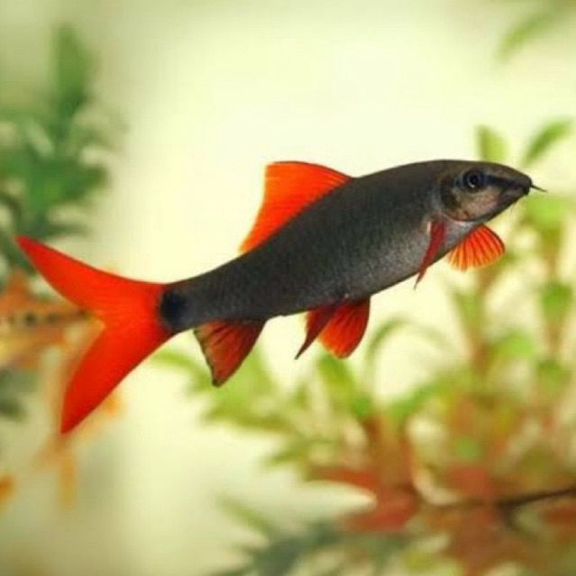 HIASAN AQUARIUM IKAN REDFIN HITAM SIZE 4-7cm